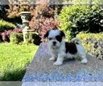 Puppy 2 Shih Tzu