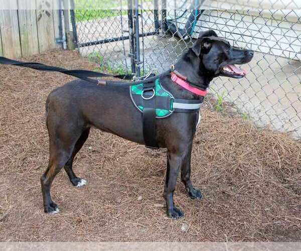 Medium Photo #2 Labrador Retriever-Unknown Mix Puppy For Sale in Kennesaw, GA, USA