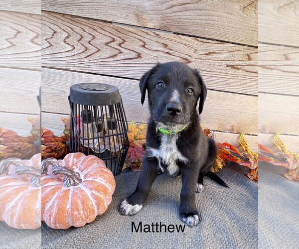 Medium Photo #1 Sheprador Puppy For Sale in Fort Worth, TX, USA