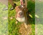 Small #1 Mutt