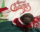 Small Photo #43 Labrador Retriever Puppy For Sale in MANTECA, CA, USA