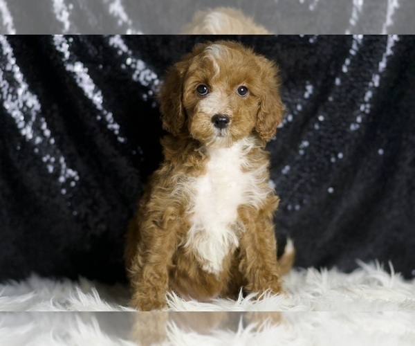 Medium Photo #1 Goldendoodle (Miniature) Puppy For Sale in WARSAW, IN, USA