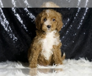 Medium Goldendoodle (Miniature)
