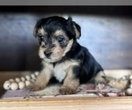 Small #4 Yorkshire Terrier