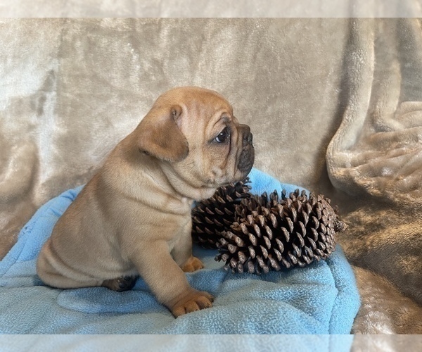 Medium Photo #2 French Bulldog Puppy For Sale in MIDDLEBURG, FL, USA