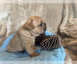 Small Photo #2 French Bulldog Puppy For Sale in MIDDLEBURG, FL, USA