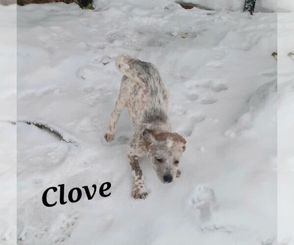 Medium Photo #4 Mutt Puppy For Sale in Garden City, NY, USA