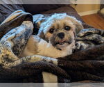 Small #3 Shih Tzu Mix