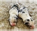 Small Photo #2 Cardigan Welsh Corgi Puppy For Sale in BEULAVILLE, NC, USA