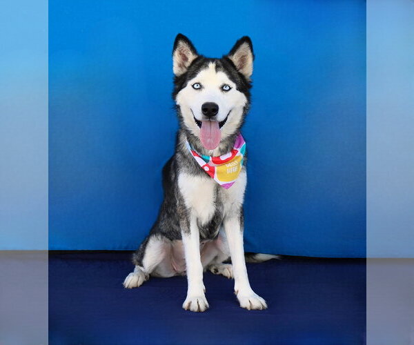Medium Photo #2 Siberian Husky Puppy For Sale in Pasadena, CA, USA