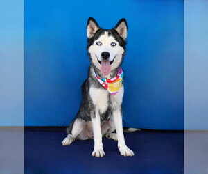 ICE - Female Siberian Husky Dog for Adoption - Photo #2