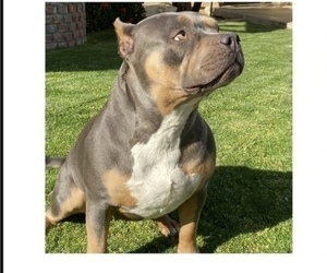 Mother of the American Bully puppies born on 03/22/2022