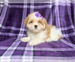 Small #3 Lhasa Apso