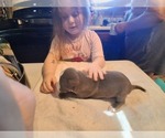 Small Photo #22 American Pit Bull Terrier Puppy For Sale in DANNEBROG, NE, USA
