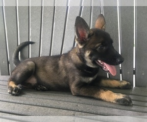 German Shepherd Dog-Siberian Husky Mix Puppy for sale in PORT ROYAL, PA, USA