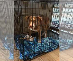 ANNABELLE - Female Mutt Dog for Adoption - Photo #5