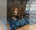 Small Photo #5 Mutt Puppy For Sale in Woodbury, NY, USA