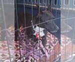 Small Photo #2 Rat Terrier Puppy For Sale in Mukwonago, WI, USA