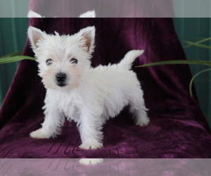 West Highland White Terrier Puppy for sale in SHILOH, OH, USA