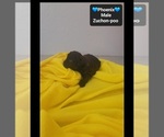Small #1 Poodle (Toy)-Zuchon Mix