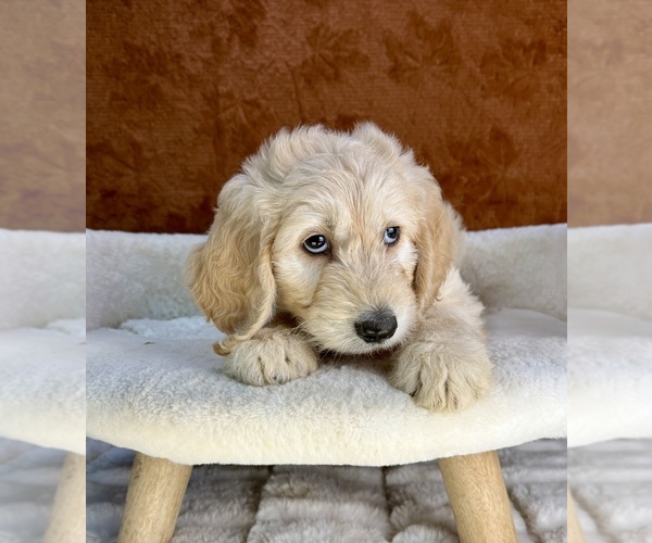 Medium Photo #10 Goldendoodle Puppy For Sale in OCALA, FL, USA