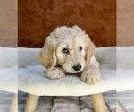 Small #9 Goldendoodle