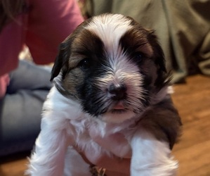 Medium Shorkie Tzu