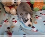 Small Photo #4 Siberian Husky Puppy For Sale in SPARTA, MO, USA