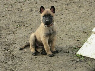 Belgian Malinois Puppy for sale in VALLEJO, CA, USA