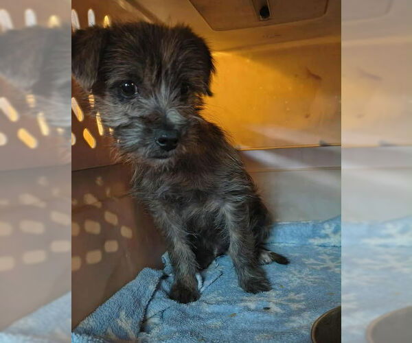 Medium Photo #4 Mutt Puppy For Sale in Grafton, WI, USA