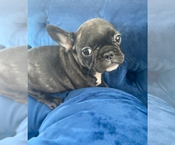 Medium Photo #3 French Bulldog Puppy For Sale in JACKSON, MS, USA