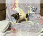 Small Photo #3 Boston Terrier-Unknown Mix Puppy For Sale in pomfret, CT, USA