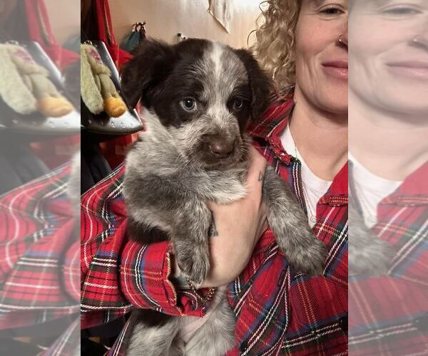 Medium Photo #2 Mutt Puppy For Sale in Brooklyn, NY, USA