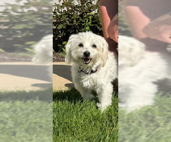 Medium Photo #1 Mutt Puppy For Sale in Allentown,, PA, USA
