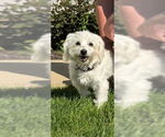 Small Mutt