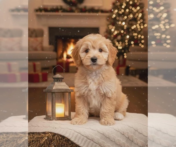 Medium Photo #1 Bernedoodle (Miniature) Puppy For Sale in MILLVILLE, MN, USA