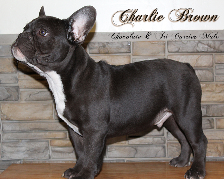 Medium Photo #2 French Bulldog Puppy For Sale in CHANDLER, AZ, USA