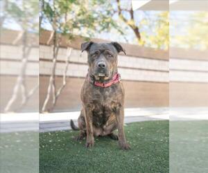 Catahoula Leopard Dog-Unknown Mix Dogs for adoption in Las Vegas, NV, USA