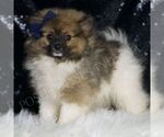 Small #1 Pomeranian