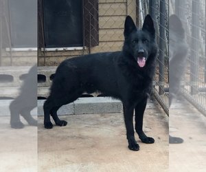 Father of the German Shepherd Dog puppies born on 05/12/2025