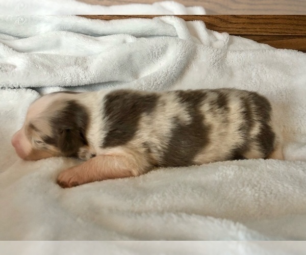 Medium Photo #3 Australian Shepherd Puppy For Sale in LODA, IL, USA