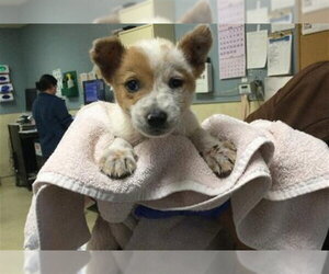 Mutt Dogs for adoption in Riverside, CA, USA