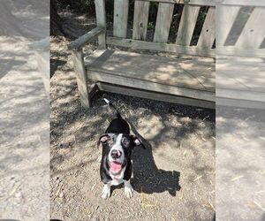 Mutt Dogs for adoption in Elmsford, NY, USA