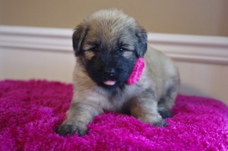 Bouvier Des Flandres Puppy for sale in BROOK PARK, PA, USA