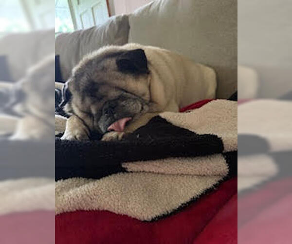 Medium Photo #8 Pug Puppy For Sale in Indianapolis, IN, USA