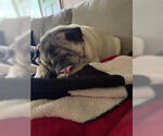 Small Photo #8 Pug Puppy For Sale in Indianapolis, IN, USA