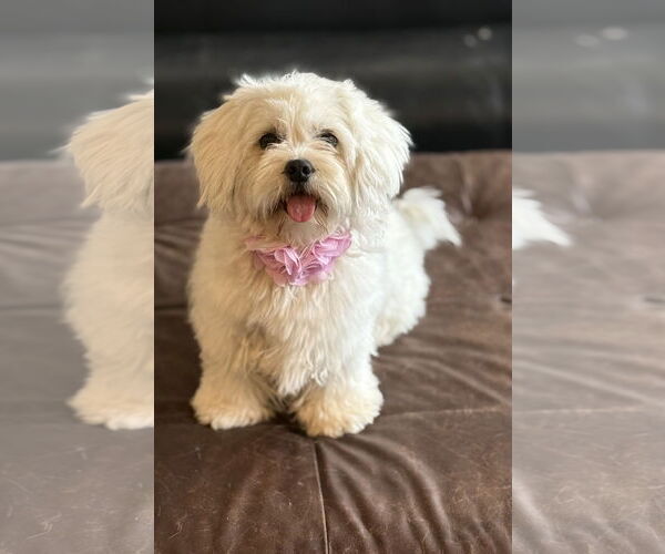 Medium Photo #1 Havamalt Puppy For Sale in Phoenix, AZ, USA