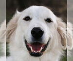 Small #3 Great Pyrenees