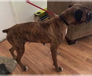 Gemma - Female Boxer Dog for Adoption - Photo #10