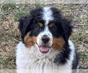 Miniature Bernedoodle Puppy for sale in ORLANDO, FL, USA